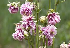 Image result for Aquilegia vulgaris Tower Mix