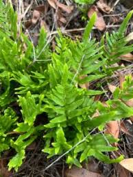 Image result for Lindsaea ensifolia