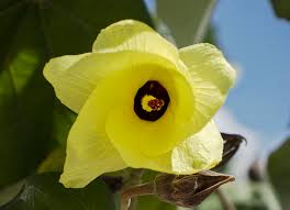Image result for Hibiscus tiliaceus