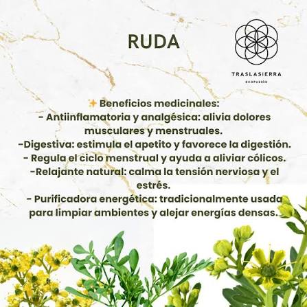 🌿 Ruda — la protectora del cuerpo y del espíritu Desde tiempos  ancestrales, la ruda (Ruta graveolens) es valorada por su energía  protectora y sus múltiples usos medicinales. Es una planta de