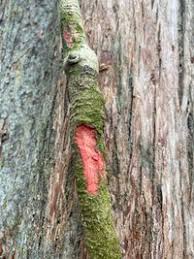 Image result for Hippocratea parviflora