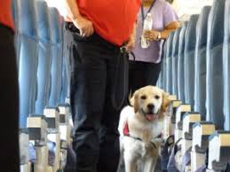 Traveling With Your Emotional Support Animal Friendship Hospital For Animals