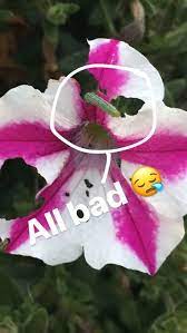 Budworm On Petunia Petunias Flowers Garden Inspiration