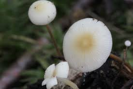 Image result for Strobilurus conigenoides