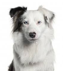 Black And White Border Collie Puppy Close Up Of Border Collie 2 Years Old In Front Of White Background White Border Collie Collie Dog Collie