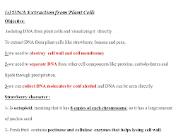 Strawberries are chosen for this particular experiment because strawberry cell has eight copies of the genome, and it would be easier to extract the dna since it is Strawberry Dna Extraction Lab Worksheet Promotiontablecovers