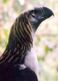 The Great Philippine Eagle One Of The Largest And Most Powerful Birds In The World Hayvan Vahsi Hayvanlar Hayvanlar Alemi