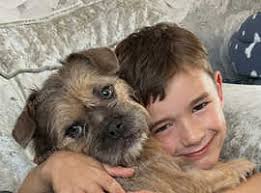 French Bulldogs Puppies and Dogs for sale in Lowestoft