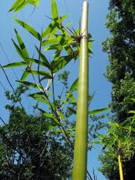 Image result for Bambusa balcooa