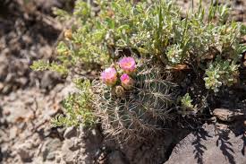 Image result for Sclerochiton coeruleus