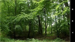 We have an extensive collection of amazing background images carefully chosen by our community. 1080p Nature Forest Backgrounds Fur Android Apk Herunterladen