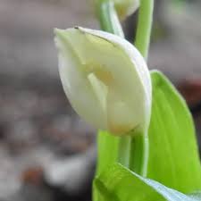 Foto circa inflorescenza dei fiori bianchi, petali bianchi con un centro giallo. Piante A Fiori Bianchi