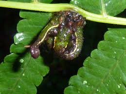 Image result for Pneumatopteris unita