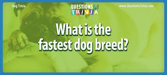 If you fail, then bless your heart. Dog Trivia Questions And Quizzes Questionstrivia