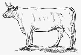 Check spelling or type a new query. Animal Cow Farm Farmyard Field Mammal Gambar Sapi Kartun Hitam Putih Transparent Png 960x659 Free Download On Nicepng