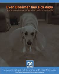 Pet insurance can help you focus on your dog's health without worrying about what it will do to your bank account. 5 Reasons To Have Pet Insurance With Most Insurance Most Insurance