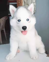 Top Pet Shops For Great Dane Dog in Coimbatore