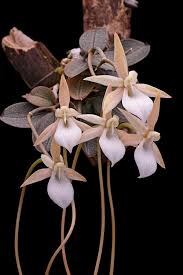 Image result for Aerangis appendiculata