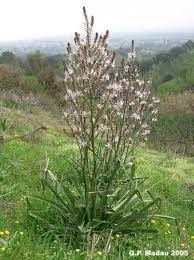 From wikimedia commons, the free media repository. 63 Idee Su Flora Spontanea Della Sardegna Flora Sardegna Albero Foto