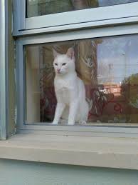 Lari Waiting Cats Kedi