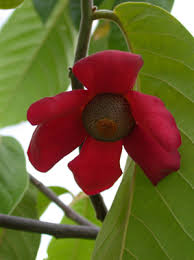 Image result for Uvaria