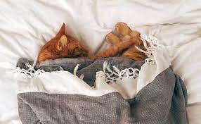 As your cat gets older, it's likely your pet will sleep more hours in the day and will tucker out more easily during play and other activities; How Much Do Cats Sleep And How Many Hours Do They Really Need Modkat