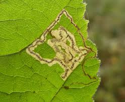 Image result for Stigmella floslactella