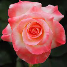 A flower, sometimes known as a bloom or blossom, is the reproductive structure found in flowering plants. Flowers Celebrities Floranext Florist Websites Floral Pos Floral Software