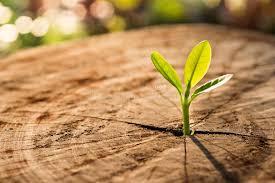 183,766 New Life Concept Stock Photos - Free & Royalty-Free Stock Photos  from Dreamstime