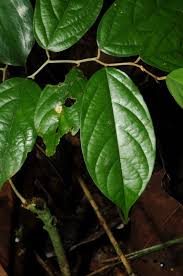 Image result for Afrostyrax