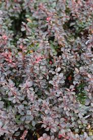 Image result for Thunbergia pynaertii