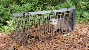 Drape a cloth over the cage to keep the opossum calm. Possum In Live Humane Trap Stock Footage Video 100 Royalty Free 1053566498 Shutterstock
