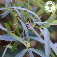 We did not find results for: Salix Purpurea Pendula Buy Purple Weeping Willow Trees