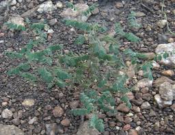 Image result for Indigofera brevifilamenta