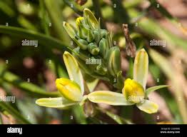 Image result for Albuca setosa