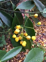 Image result for Myrianthus