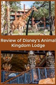 See Animals Right From Your Room At The Animal Kingdom Lodge Animal Kingdom Lodge Disney Animal Kingdom Lodge Animal Kingdom Disney