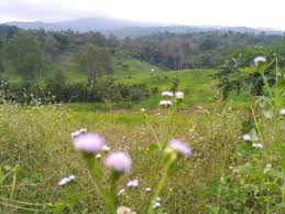 Gambar ilustrasi pemandangan kampung gambarmewarnai.com. The Natural Landscape Of Mountains In My Hometown Pemandangan Alam Pegunungan Kampung Halaman Steemkr