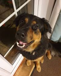 Check spelling or type a new query. An In Depth Guide To The German Shepherd Rottweiler Mix K9 Web