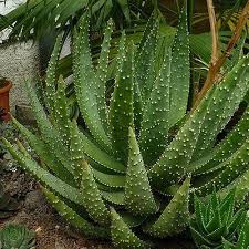 Image result for Aloe aculeata × ortholopha