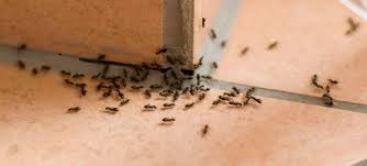 Hire the best pest control services in san diego, ca on homeadvisor. National City Pest And Termite Control License To Kill National City 91950