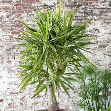 Yuccapalme Der Zimmerpflanzen Klassiker Zimmerpflanzen Yucca Palme Pflege Pflanzen