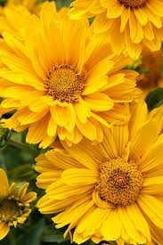 Image result for Oxyanthus goetzei