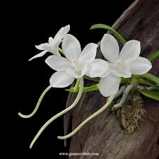 Image result for Subularia monticola