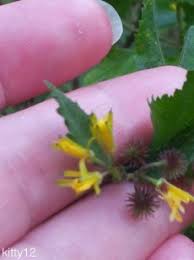 Image result for Triumfetta trichocarpa