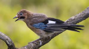 Viele der häufigsten arten zeigen sich dabei in den unterschiedlichsten lebensräumen. Unsere Gartenvogel Alle Vogel Sind Schon Da Und Bei Uns Zu Sehen Br Wissen