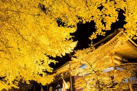 いえもち ᵔᴥᵔ ｱﾅ on twitter nature shimane interesting things