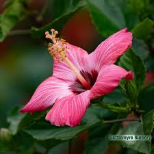 Image result for Hibiscus noldeae
