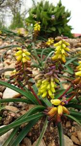 Image result for Chironia laxiflora