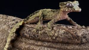 Image result for Urochloa brevispicata